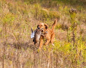 Marsha Wilcox's Pete