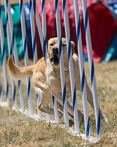 20160618-CCKC-1604.jpg