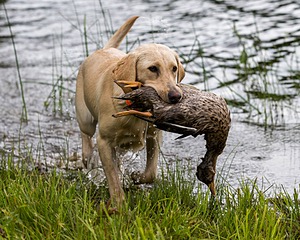 20170603-SHRW-1635.jpg