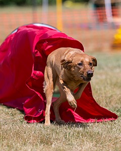 20150613-CCKC-0110.jpg