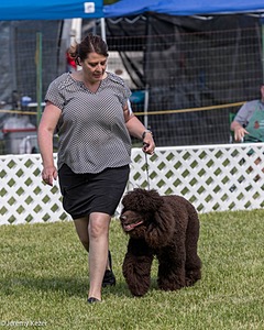 41 - GCH CH Brekkon's First Mark BN RN CGC TKN