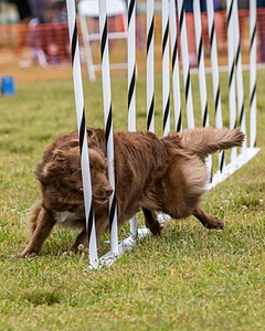 Jett Fall
