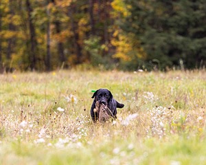Aine Culhane