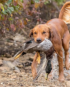 Huckleberry