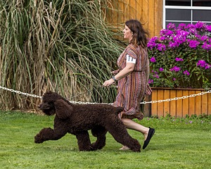 11 - GCH CH BREKKON'S FIRST MARK BN RN CGC TKN (Hunny)
