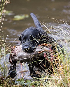 Ranger Schuko