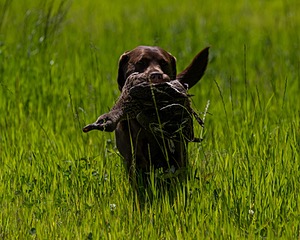 20170604-SEAL-1043.jpg