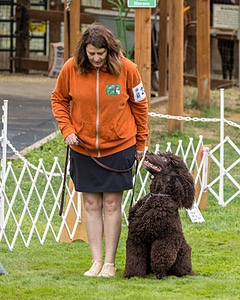 2304 - GCH CH BREKKON'S FIRST MARK BN RN CGC TKN (Hunny)