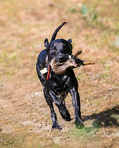 Brutus Culbertson