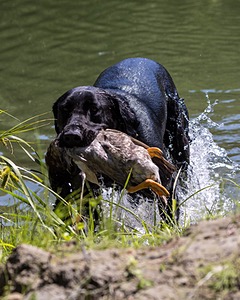 Otter Marro