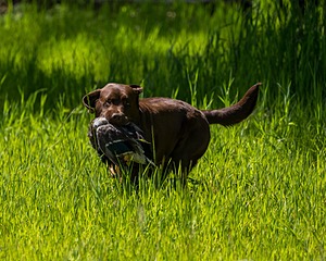20170604-SEAL-1049.jpg