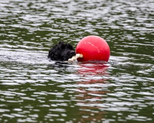 Boaty Bellicose