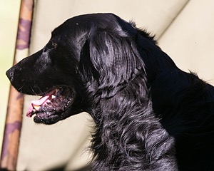 Bode Markle