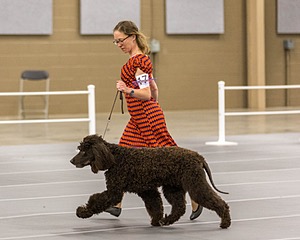 17 - Ballyhoo’s V Finnegan Mcneill BN FDC CA BCAT DS DJ CGCA TKN VHMA JH JHU WD