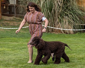 11 - GCH CH BREKKON'S FIRST MARK BN RN CGC TKN (Hunny)