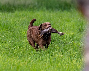 20170603-SHRL-0920.jpg