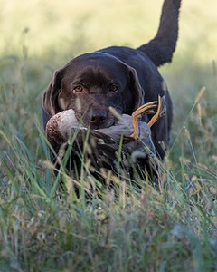 Molly Brownell