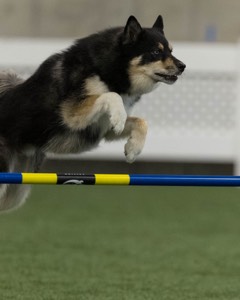 Bear Dubyoski