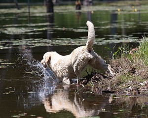 Dory