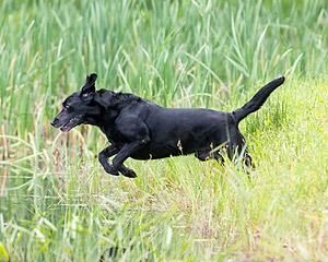 Scout Orlowski
