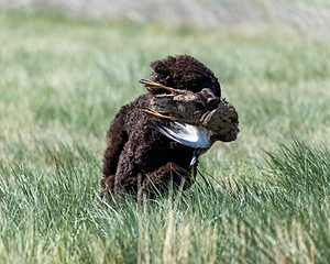 Ghillie