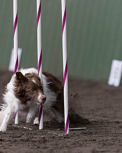 Bonzo Ratner