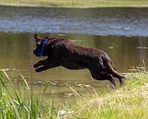 Louie Foster
