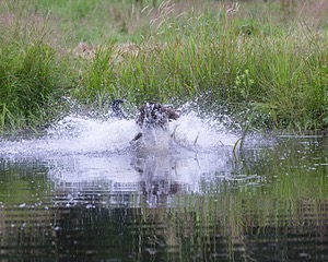 20130713-MHB2-0204.jpg
