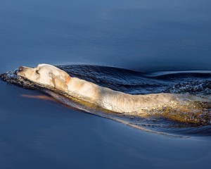 Darlin Wolf