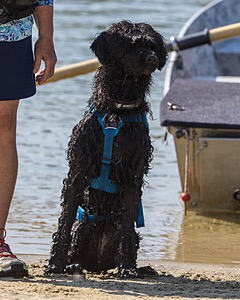 Boaty Bellicose