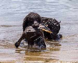Ghillie