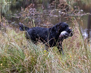 Ranger Schuko