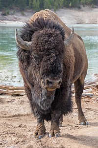Yellowstone National Park