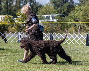 07 - GCH CH CASTLEHILL'S RAMBLIN' RAFAEL O'CRISPIN BN (Rafi)