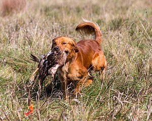 Huckleberry
