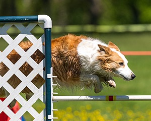 20170520-NEAT-0938.jpg