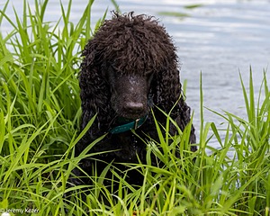 Ghillie
