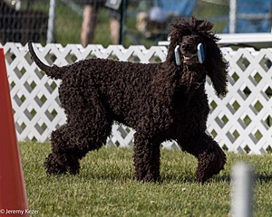 16 - GCH CH Chantico's Shelter From The Storm CD RA MX AXJ MXP2 MJP2 MJPB XF DS (Reef)
