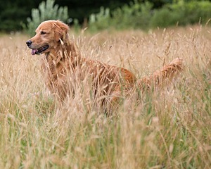 20130713-SHL-0967.jpg