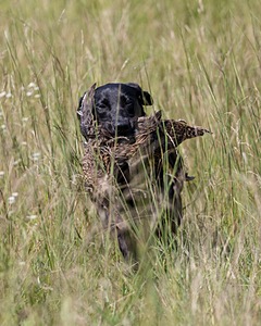 20180805-SHL-0986.jpg