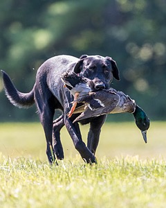 Otter Marro