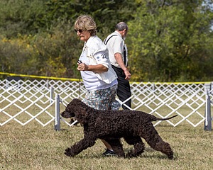 22 - CH Truth Be Told It's Poole's Ide BCAT (Alythea)