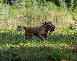 Ranger Wisniewski