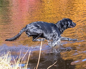 River Woodfall