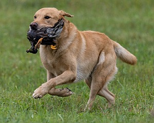 Quoddy Renzulli