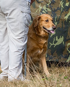 Maude