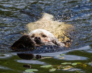 Sandy