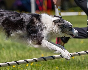 20170520-NEAT-1427.jpg