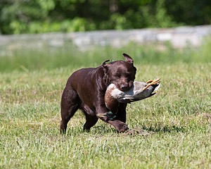 Kodi