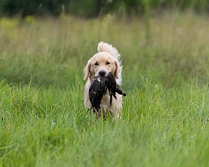 Meadow